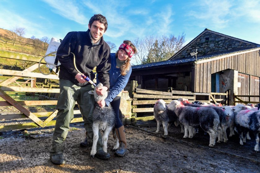 Dan Simpson and Ruby Cappleman run Seatoller Farm with their traditional flock of Herdwick sheep