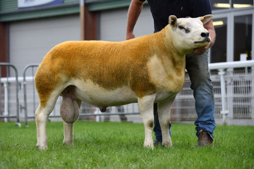 The top price of 30,000gns for a Texel shearling broke the all-time sale record