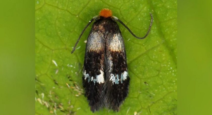 The finding on Bere Marsh Farm is the first time they have been officially identified in Dorset (Photo: CRT)