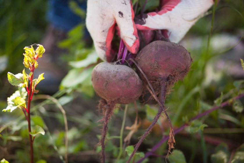 Farming groups had voiced their desire for the US-UK trade barrier to be resolved