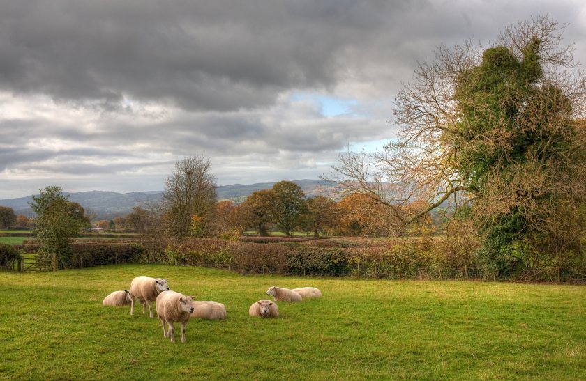 Farmers in the restricted zone must follow restrictions on animal and germinal product movements