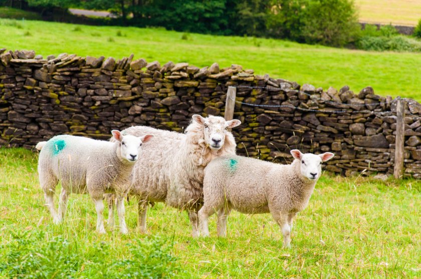 Bluetongue virus is primarily transmitted by midge bites and affects cattle and sheep