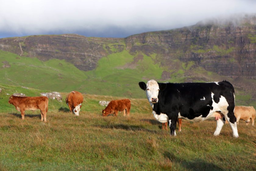 A firm wants to address an overlooked aspect of livestock health with cutting-edge technology