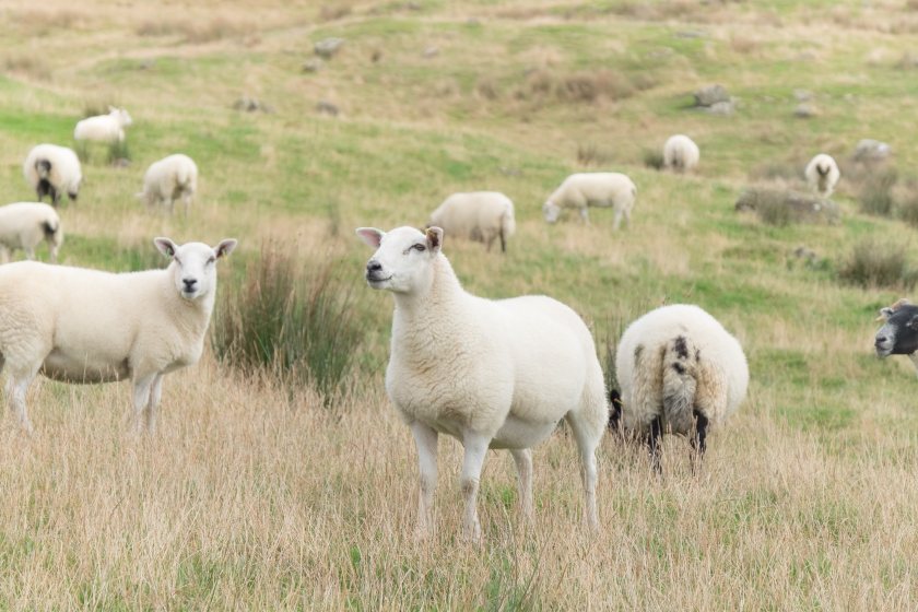 An independent sheep consultant has emphasised the importance for farmers to regularly monitor for fluke