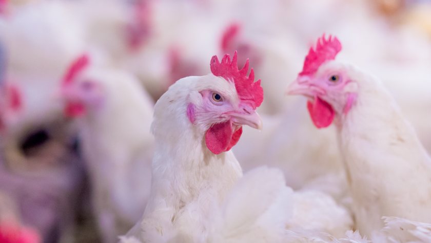 Both the South Korean and South African markets have opened to British poultry this week