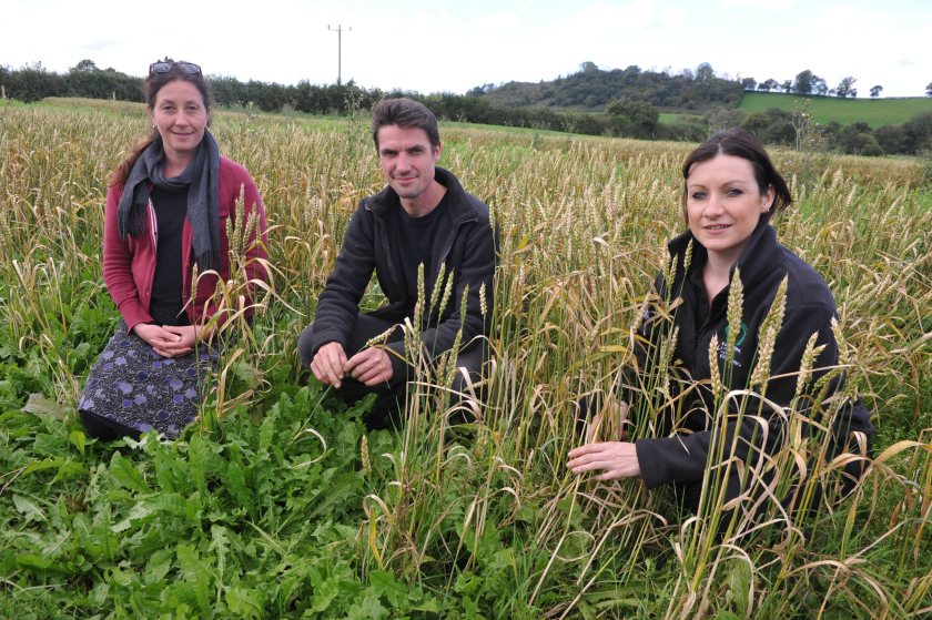 The trial at Bremenda Isaf Farm was instigated to explore how plant protein could be grown locally