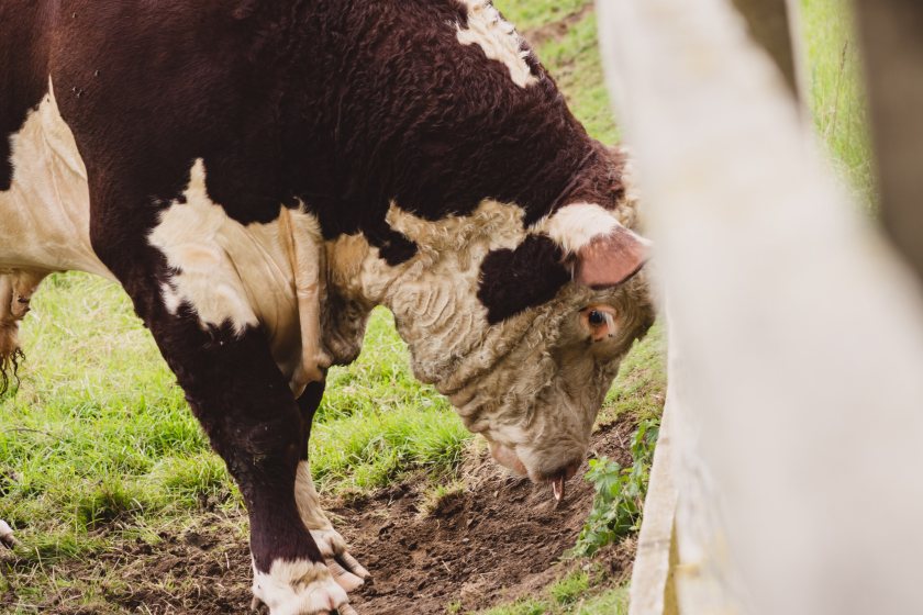 Over 140 farms across England and Wales have recorded a case of bluetongue