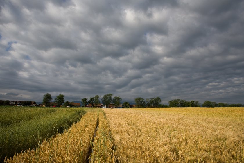 AHDB concludes that yields are 'variable region-to-region, farm-to-farm, and field-to-field'