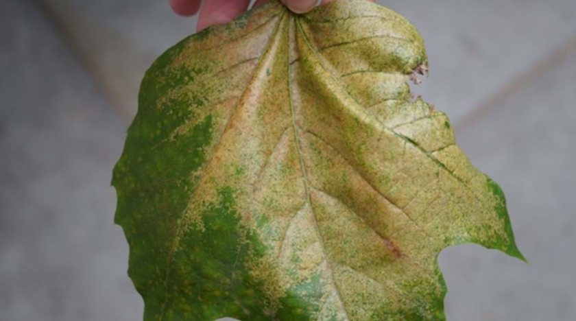 The plane lace bug can reduce growth and weaken affected trees (Photo: Credit: Chris Malumphy/Fera)