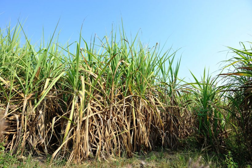 The ATQ permits tariff-free access for 260,000t of raw cane sugar into the UK from anywhere in the world