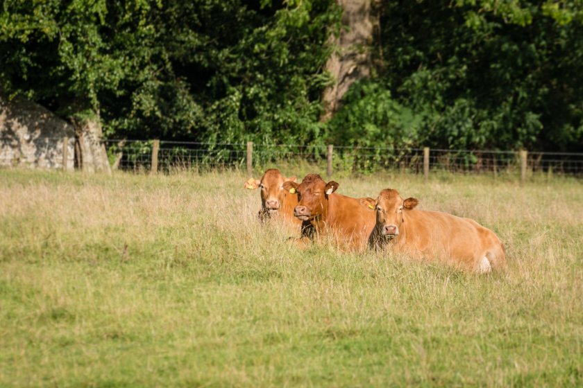 The National Beef Association (NBA) points to the 'alarming' decline in beef cattle numbers