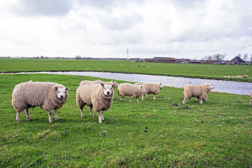 A new variant of bluetongue virus has been confirmed in a sheep near the Dutch city of Utrecht