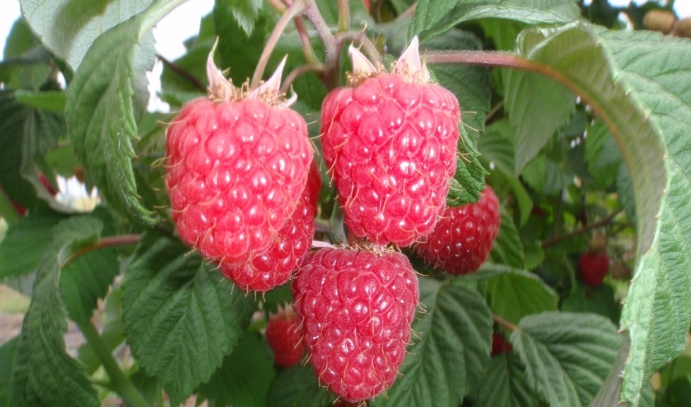 The project will identify and apply traits in raspberries that make them more cost-effective to grow