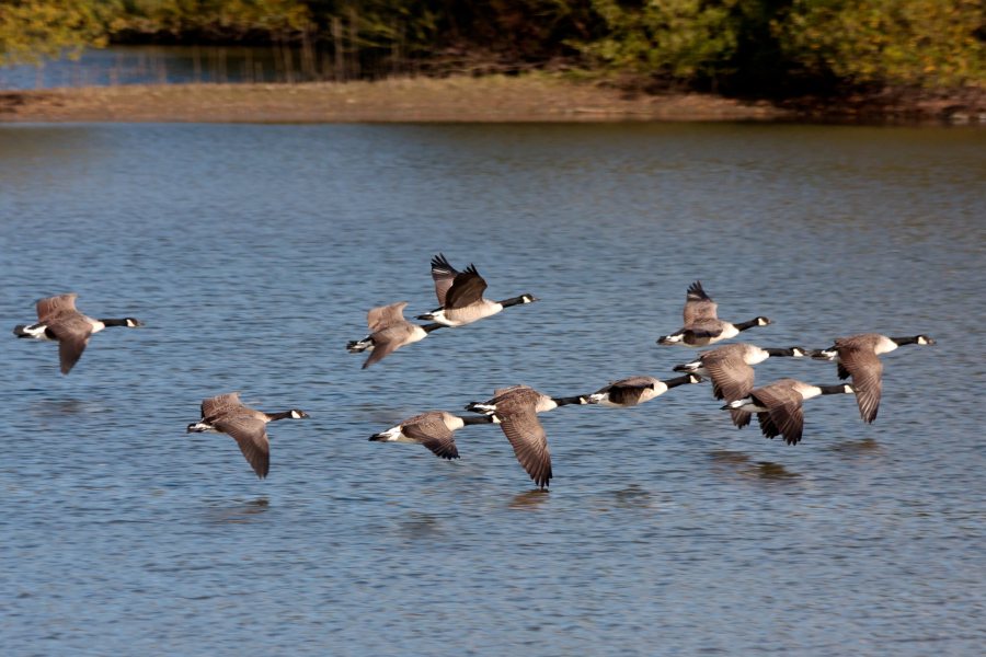 Defra has raised the avian influenza risk level in wild birds from low to medium