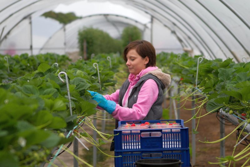 There will be 45,000 visas available under the Seasonal Workers Scheme for 2025, Defra has confirmed