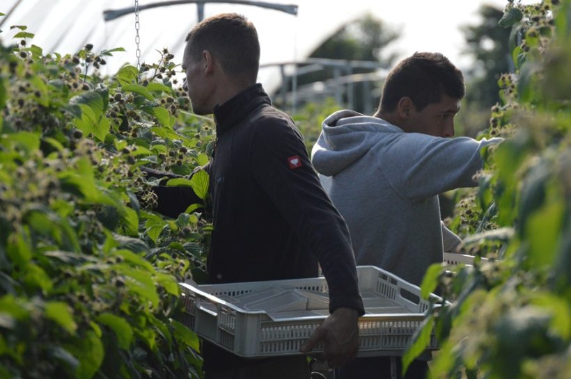 Chronic worker shortages has been damaging for UK horticulture (Photo: NFU Scotland)