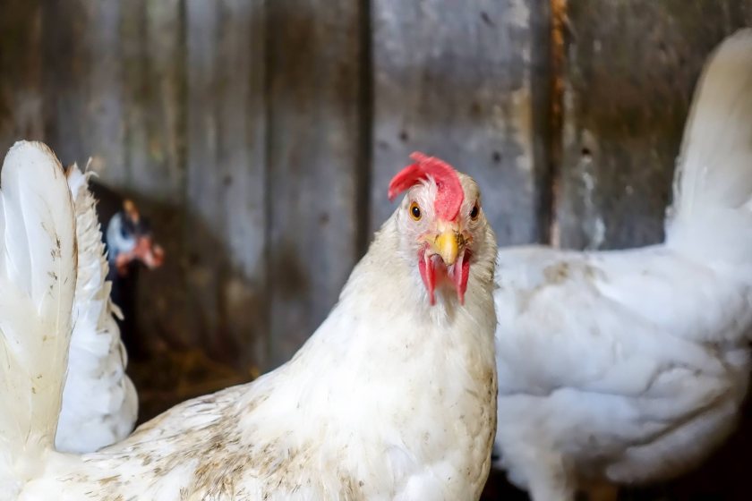 It is currently forbidden to lift chickens by their legs on farms and during loading and unloading