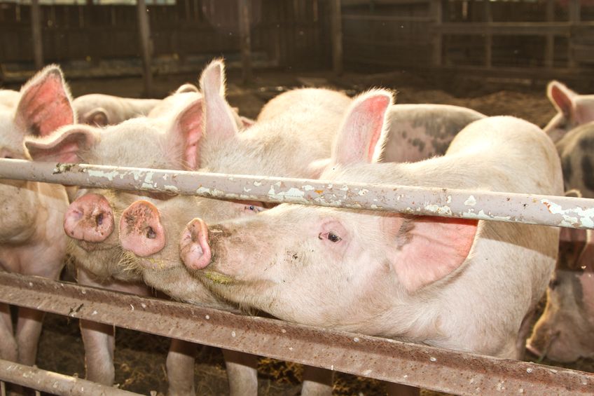 Disease in pigs, particularly of swine dysentery, was a challenge for some farms last year