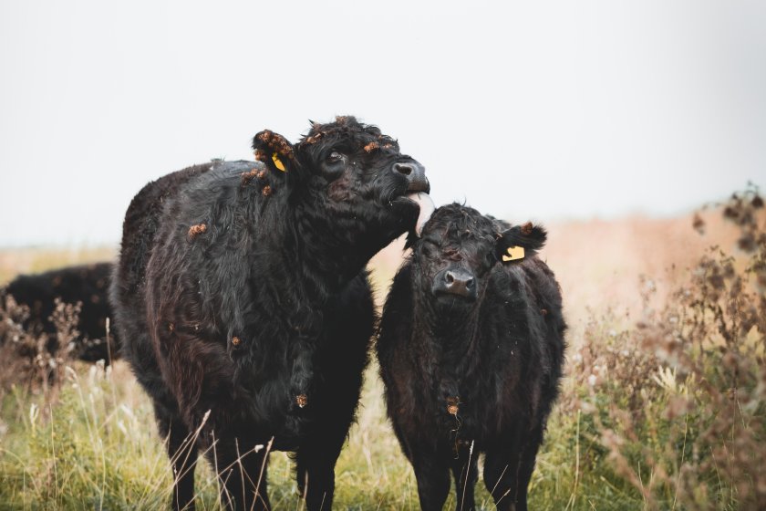 Total cattle numbers in Scotland have been in a long-term decline since a high in 1974