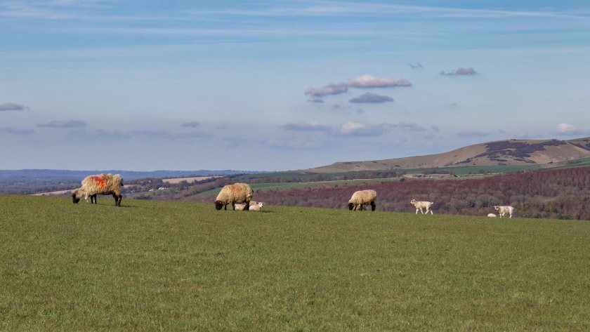 Farmers and livestock keepers in the restricted zone must follow restrictions on animal movements