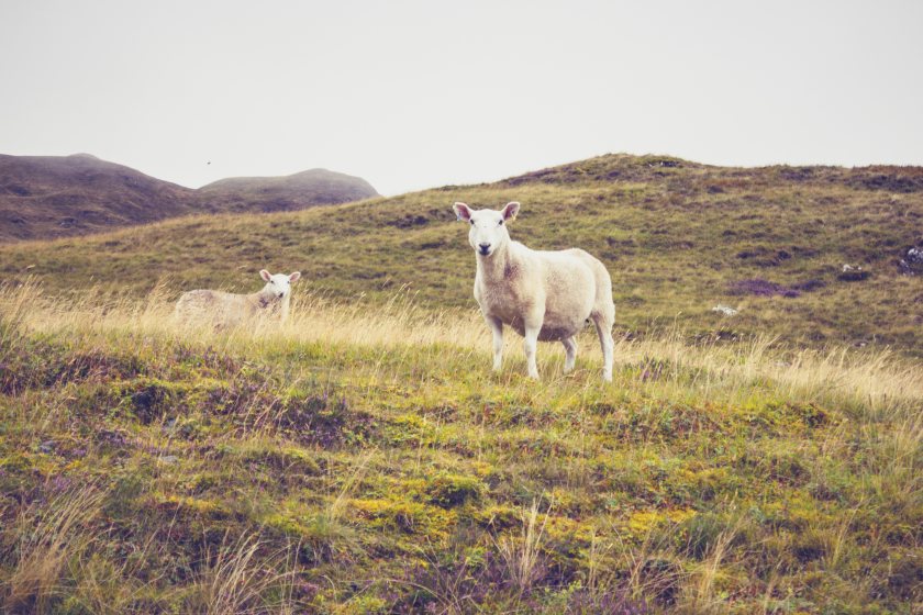 The levy organisation was established to champion Wales' red meat sector