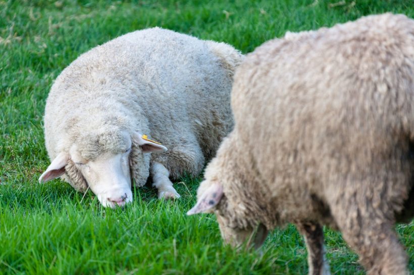 Thousands of farm animals are reported missing and stolen each year across the UK