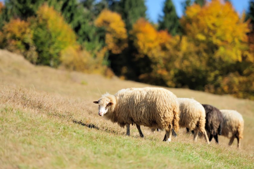 Farmers are being urged to test for liver fluke against the backdrop of a 'very different' autumn