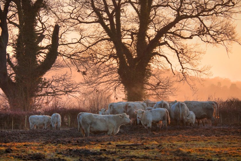 Outbreaks of lungworm are estimated to cost farmers approximately £50–100 per animal