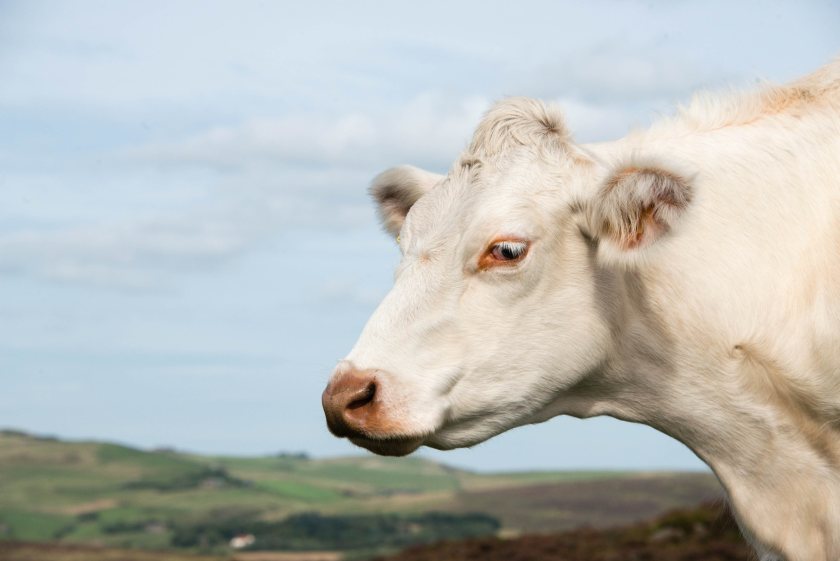 The bluetongue restricted zone now covers all - or parts of - twenty counties across England