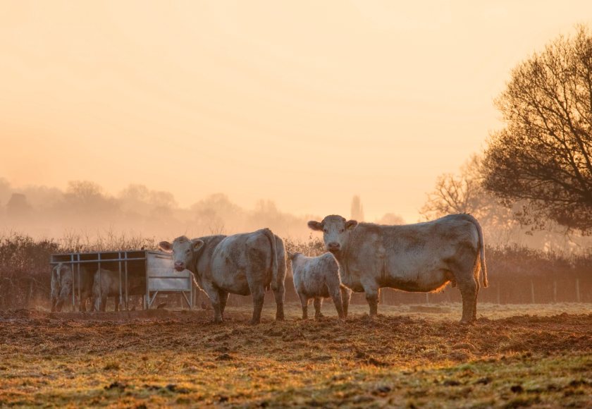 The bluetongue restricted zone now covers all - or parts of - 23 counties and one city authority in England