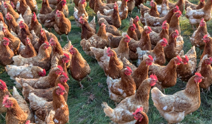 Farmers and backyard poultry keepers have been urged to remain vigilant for avian influenza