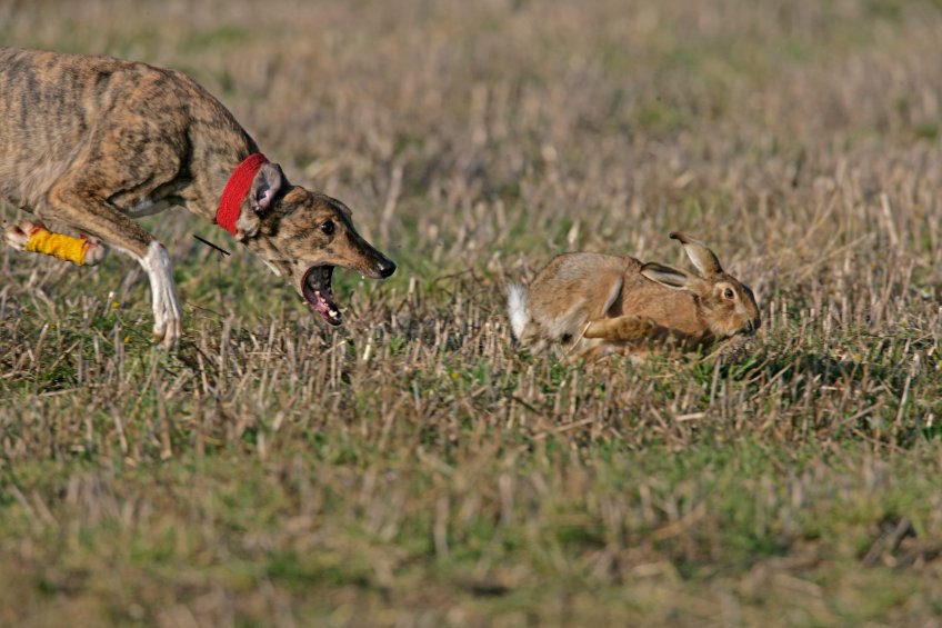 A single incident of hare coursing can cause thousands of pounds worth of damage to land and crops