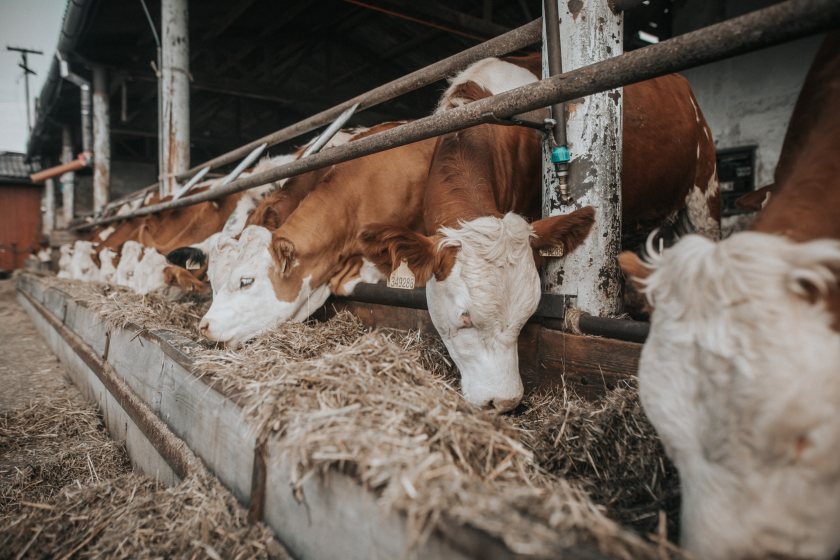 A pioneering cattle methane vaccine project has been awarded a £7.3m grant from the Bezos Earth Fund