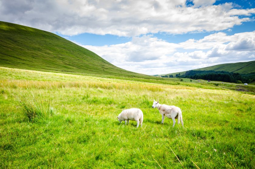 Farming unions are seeking urgent clarity from the UK government on Welsh agricultural funding reform