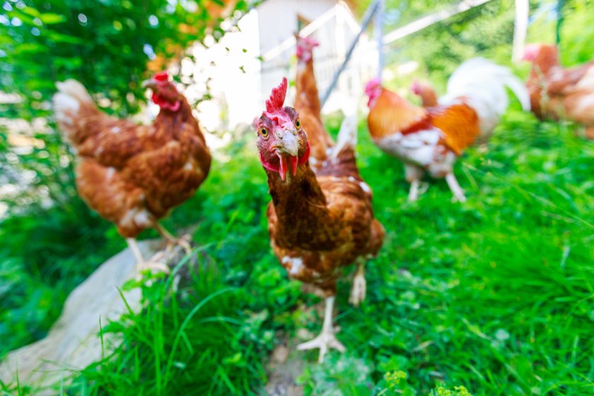 There have been two confirmed cases of avian influenza in kept poultry so far this season