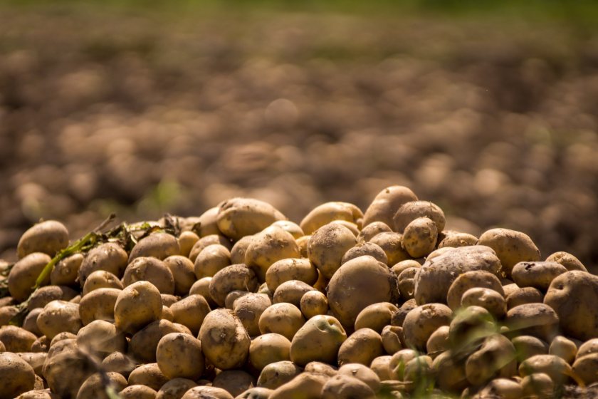 The potato sector is to benefit from seven industry projects funded by residual levy reserves