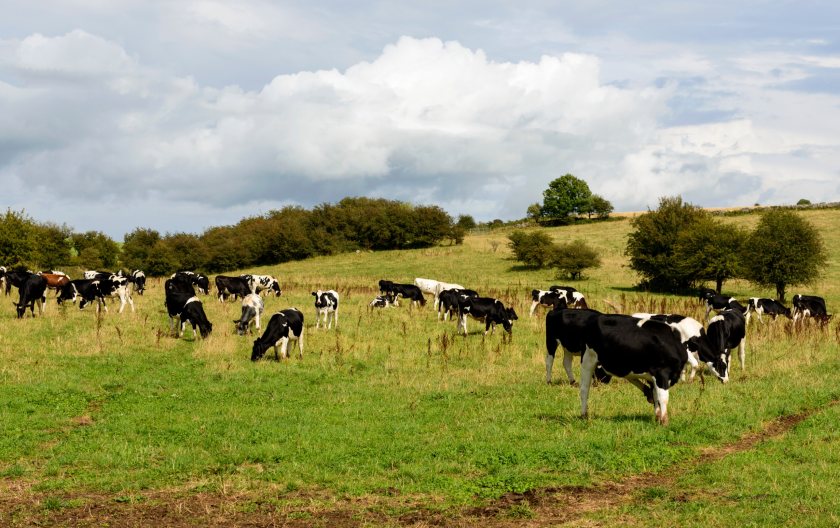 The Moroccan market for fresh pasteurised Scottish milk is set to be explored further