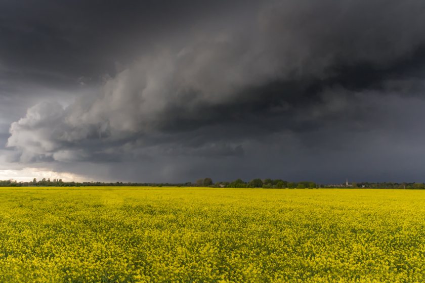 A 17% fall in the oilseed rape planted area is forecast, which would be the lowest area in the UK for 42 years