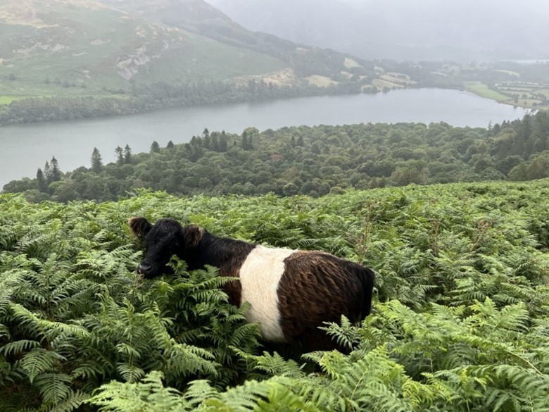 On one farm, Belted Galloway cattle are being used to control bracken (Photo: Innovative Farmers)