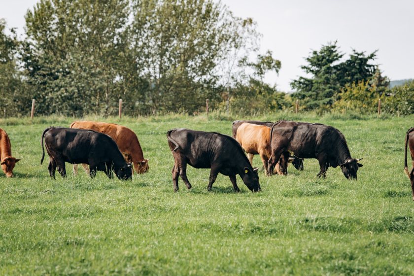 In a new report released today, AHDB forecasts a 6.1% decline in GB beef production by 2030