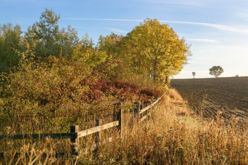 The controversial 10% on-farm tree cover proposal has been dropped following a review of the SFS