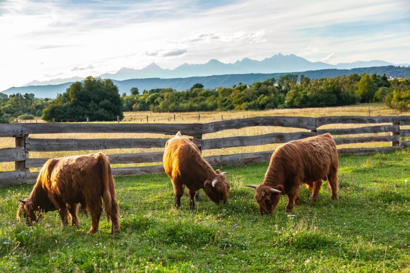 NFU Scotland is calling for an increase in the Agriculture and Rural Economy (ARE) portfolio