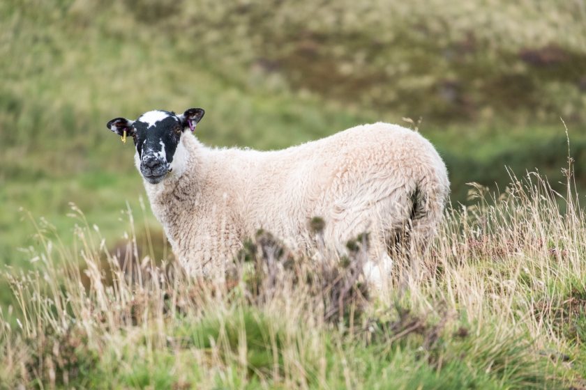 The new net zero project will focus specifically on emissions from Scotland's grassland farms