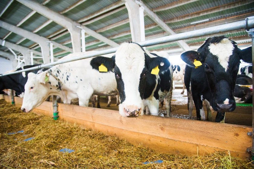 Arla is working with farmers and retailers to trial a new feed additive to reduce emissions