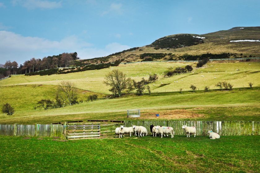 NFU Scotland said the recent UK budget had sent shock waves throughout the Scottish farming industry