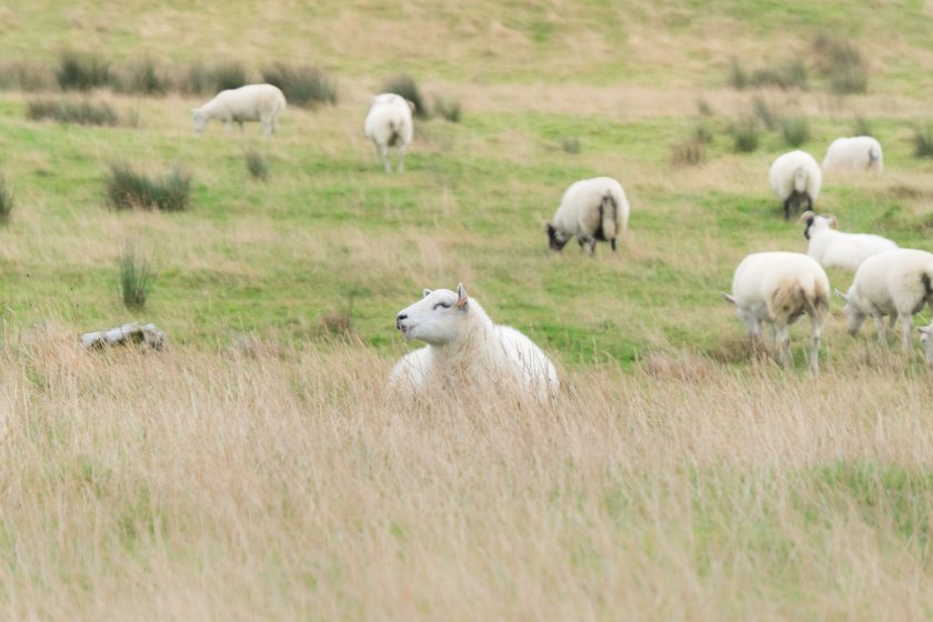 Ignoring infectious diseases can lead to 'big issues' in sheep flocks across the country