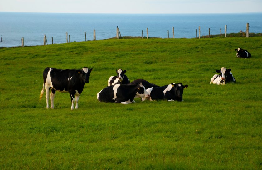 Annual herd incidence in Northern Ireland has risen from 10.15% to 10.41% in just two months