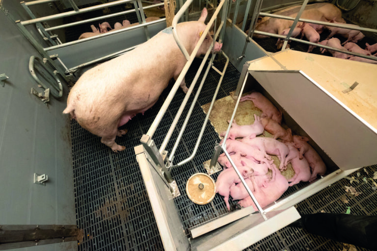 A major concern over a transition to flexible farrowing systems is cost (Photo: National Pig Association)