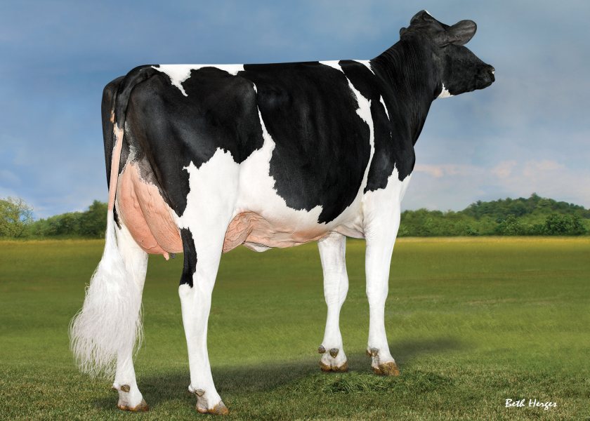 The new number one £PLI proven sire is Bomaz Kettle (Photo of Bomaz Kenobi 8823, a paternal sister to Kettle)