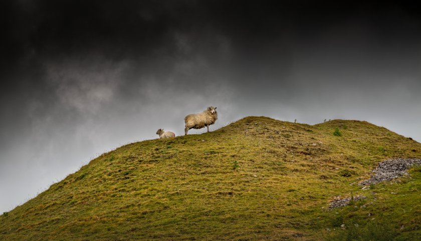 Incomes from farming in the uplands are typically amongst the lowest of all farm sectors